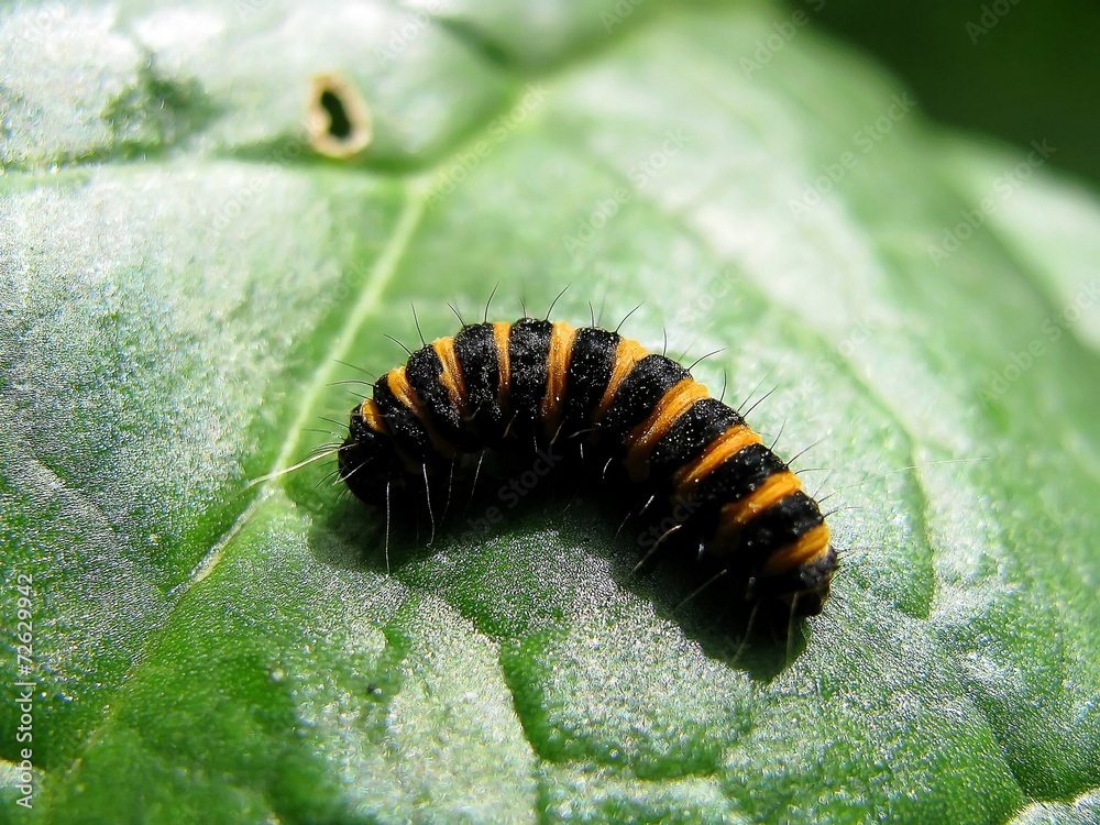 chenille chenille