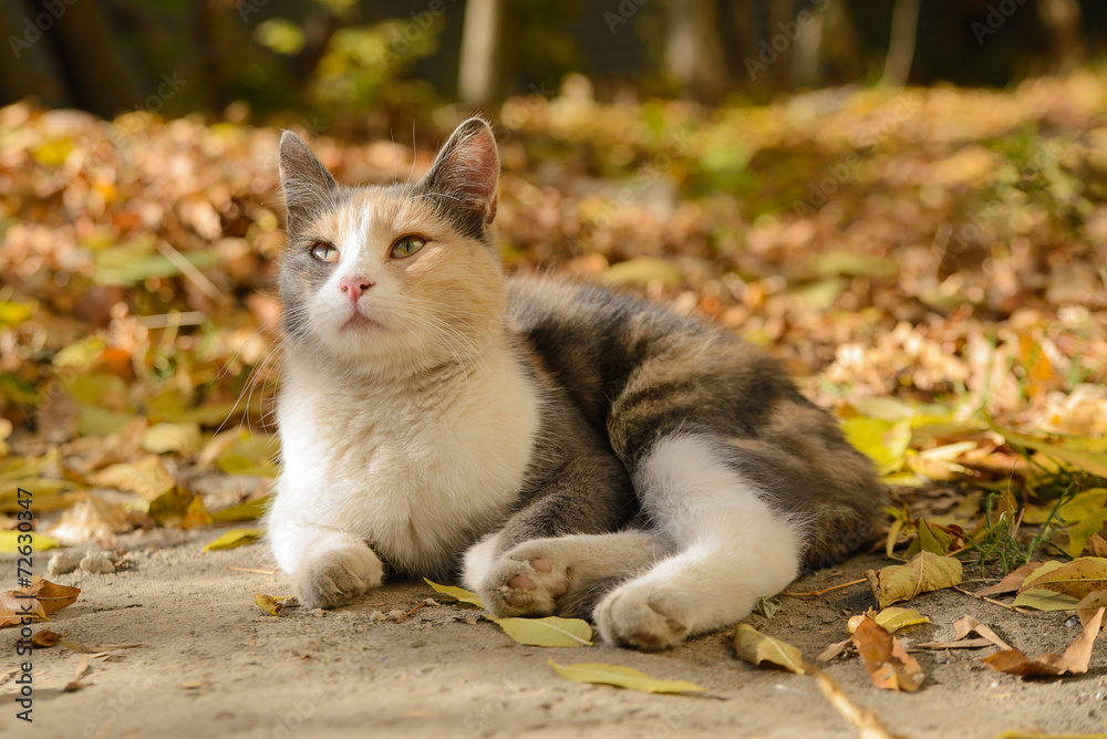 Tricolor cat from a shelter from Donetsk