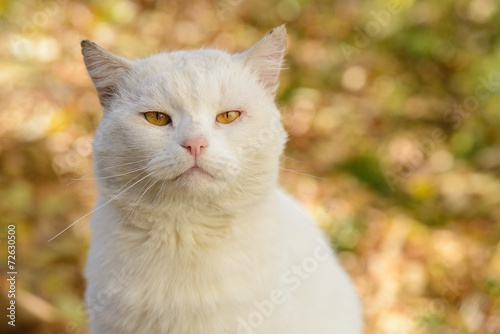 White cat from a shelter