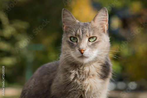 Portrait of a beautiful cat