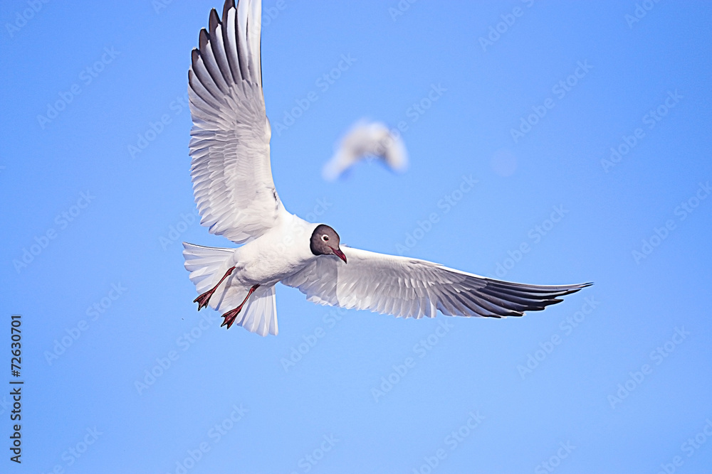 Obraz premium seagull in flight