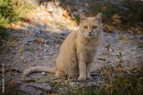 Light Red Cat from a Shelter from Donetsk