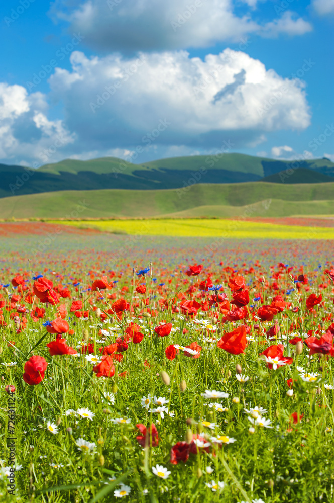 Beautiful full color spring flowers in Umbria, Italy