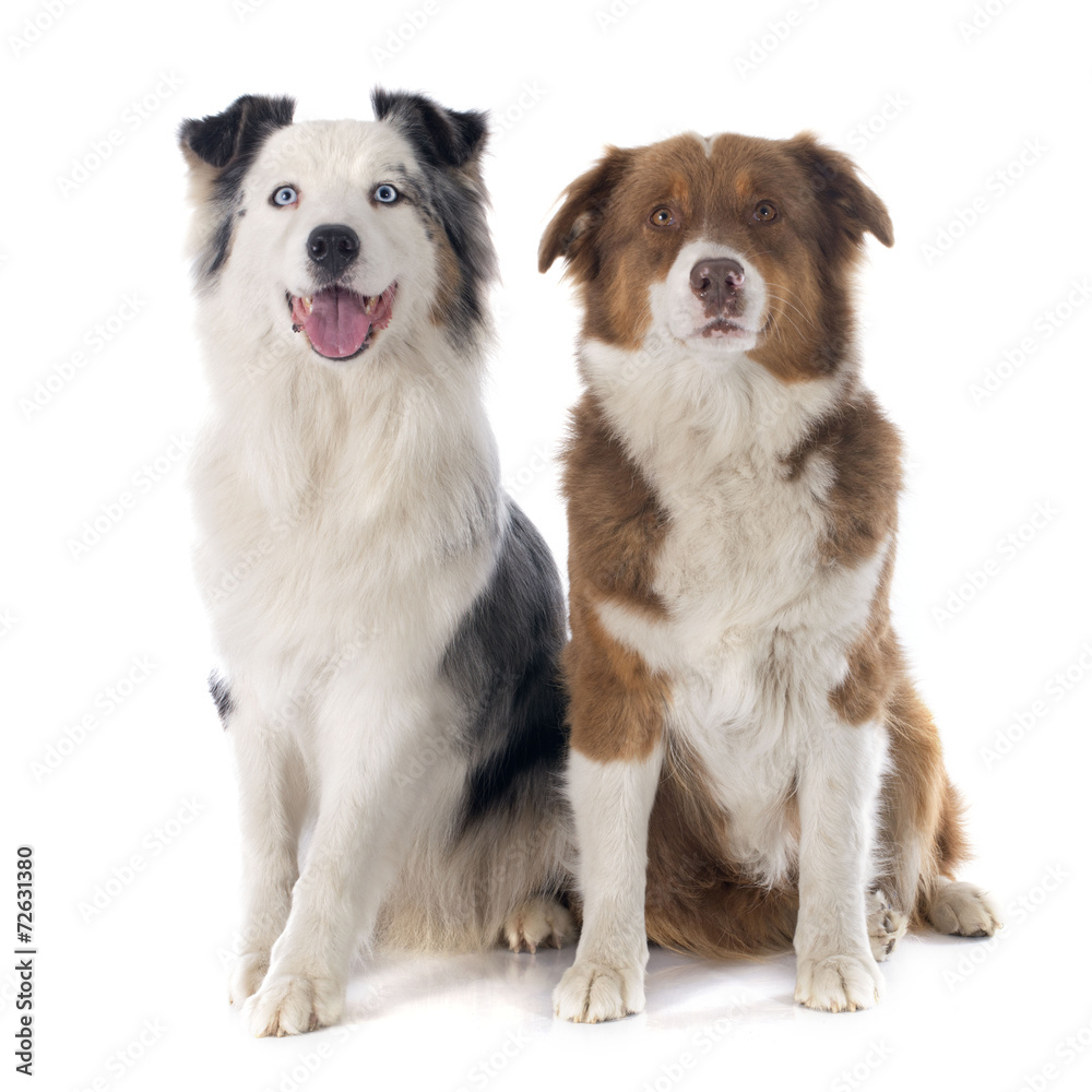 australian shepherds