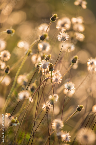 Fototapeta Naklejka Na Ścianę i Meble -  Composition with wild grass in bright sunset counter light.