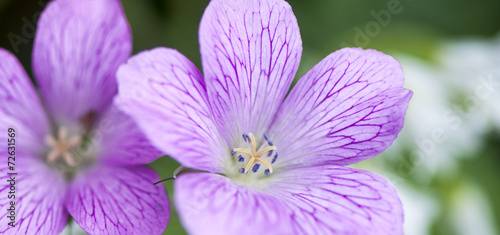 Fiori lilla