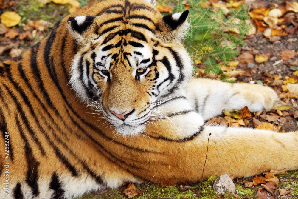 Obraz premium Amur tiger on natural ground
