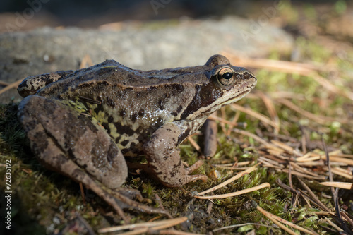 toad close up portrait