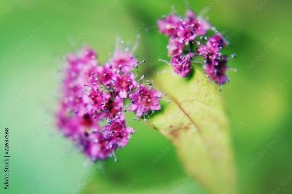 Fototapeta premium Pink flower of an Oriental cherry and butterfly;