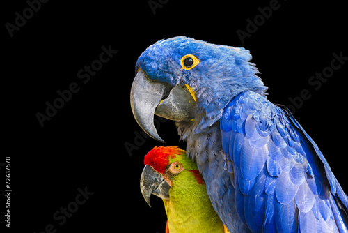 Fototapeta Naklejka Na Ścianę i Meble -  Colorful Macaws