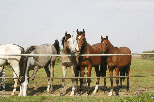 Nice purebred mares looking over corral door