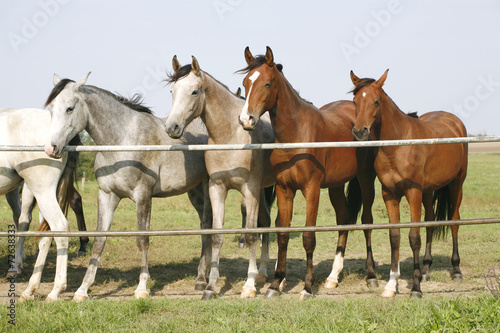 Nice purebred mares looking over corral door