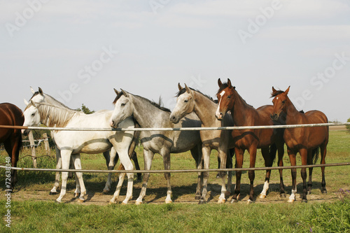 Arabian horses are together in the corral © acceptfoto