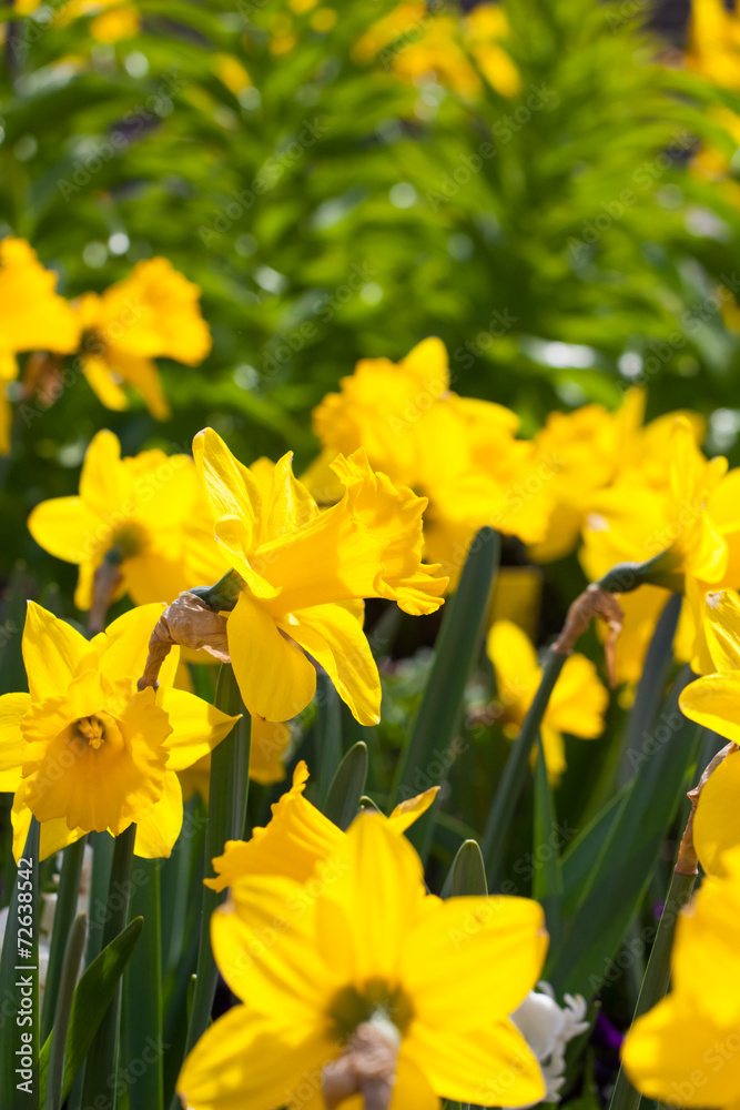 Obraz premium spring time - gelbe Narzissen