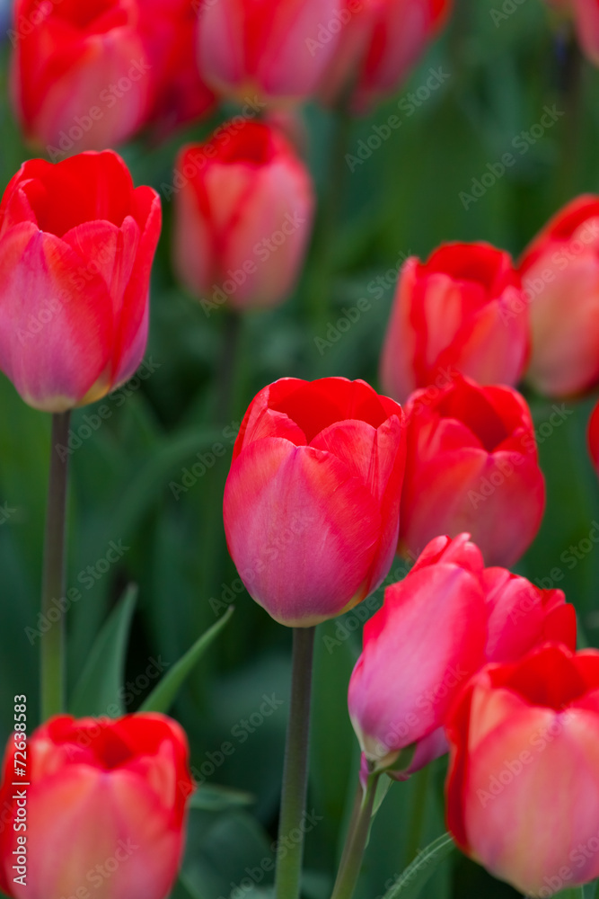 spring time - Valentinstag - pinke Tulpen