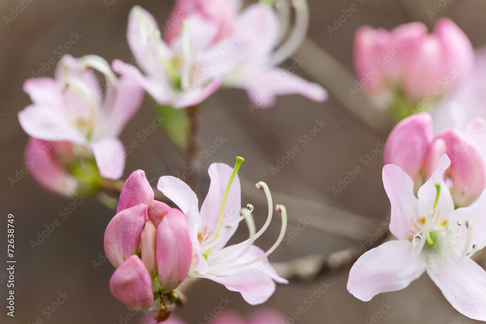 Obraz premium wiosna - biała azalia