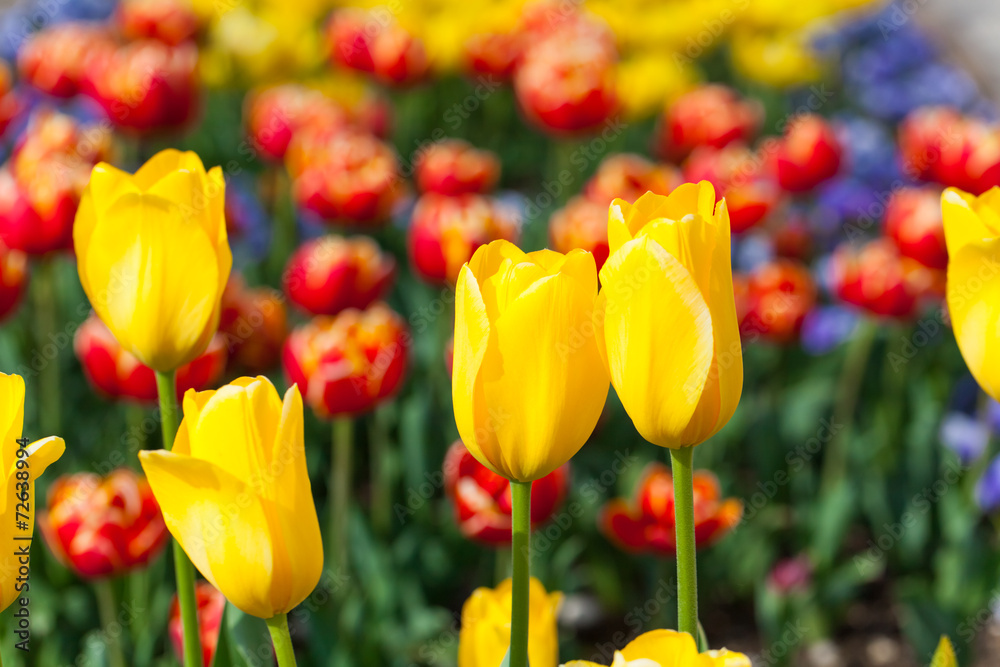 Fototapeta premium spring time - Rabatte mit gelben Tulpen und Stiefmütterchen