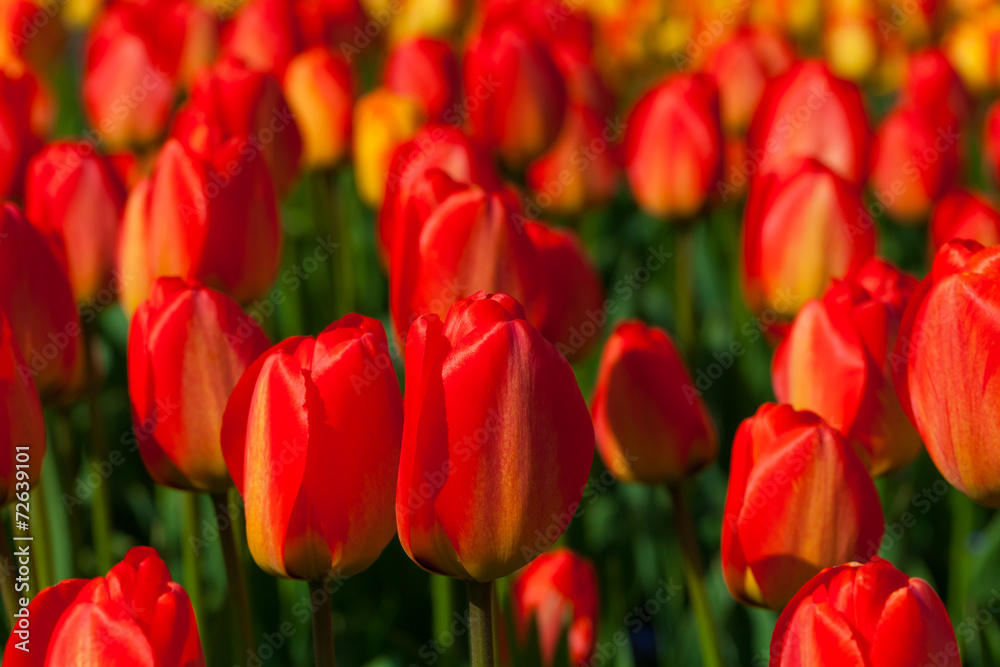 spring time - Tulpenwiese - Blumenmeer aus roten Blüten spring time - Tulpenwiese - Blumenmeer aus roten Blüten