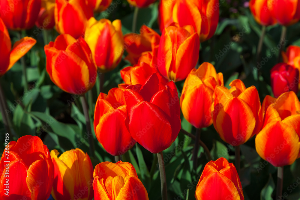 spring time - Tulpenwiese - Blumenmeer aus roten Blüten