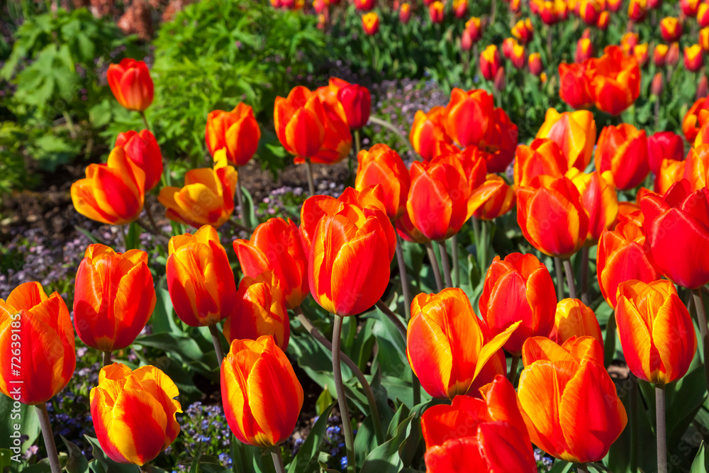 spring time - Tulpenwiese - Blumenmeer aus roten Blüten spring time - Tulpenwiese - Blumenmeer aus roten Blüten