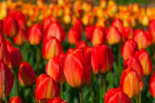 spring time - Tulpenwiese - Blumenmeer aus roten Bl  ten