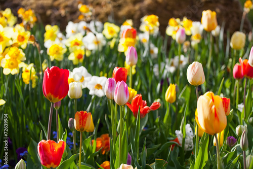 spring time - bunte Blumenwiese im Frühling mit Tulpen und Narz