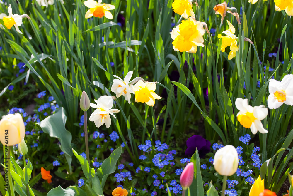 Fototapeta premium spring time - bunte Blumenwiese im Frühling mit Tulpen und Narz