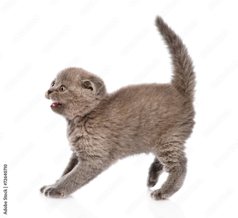 frightened baby kitten in profile. isolated on white background frightened baby kitten in profile. isolated on white background