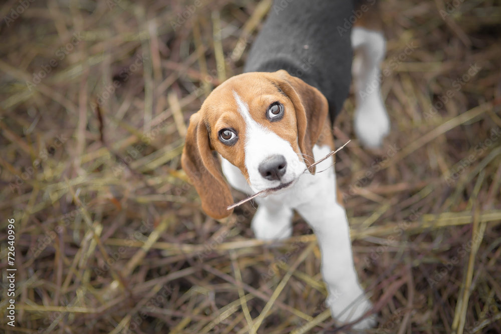 Cute Beagle Puppy Looking At Camera Cute Beagle Puppy Looking At Camera