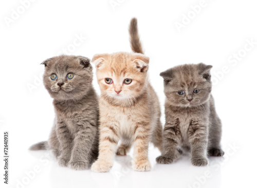 group baby kittens sitting in front. isolated on white backgroun