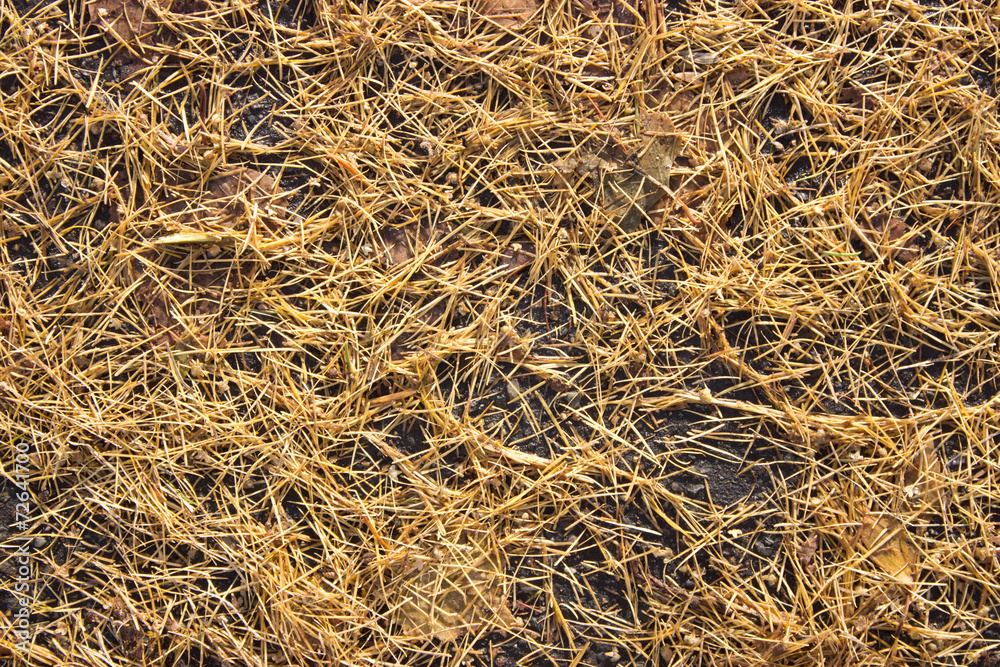 bright autumn background old yellow needles on the ground bright autumn background old yellow needles on the ground