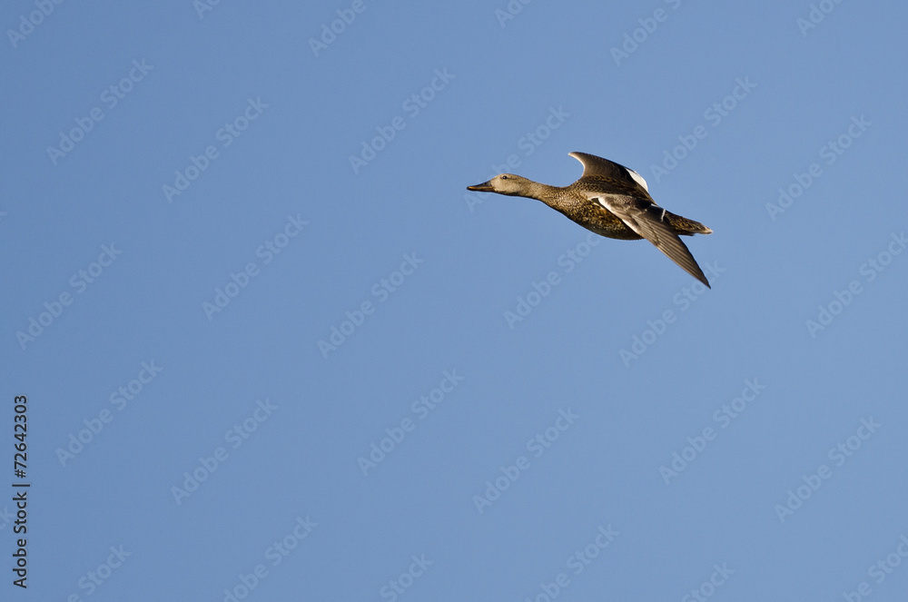 Lone Female Duck Flying in a Blue Sky
