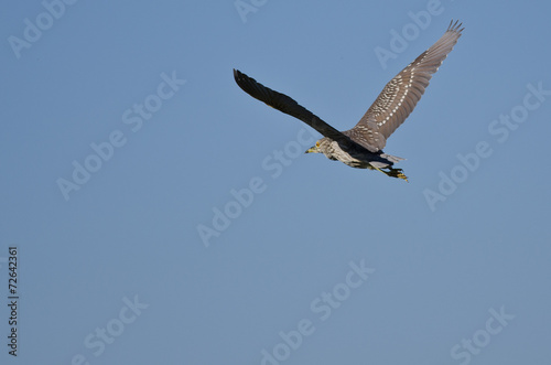 Immature Black-Crowned Night-Heron Flying in a Blue Sky