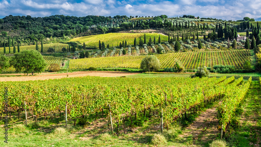 Vineyard near Montalcino in Tuscany