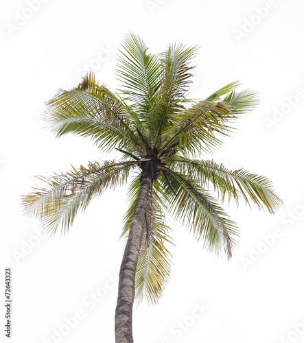 Coconut tree on white background © bigy9950