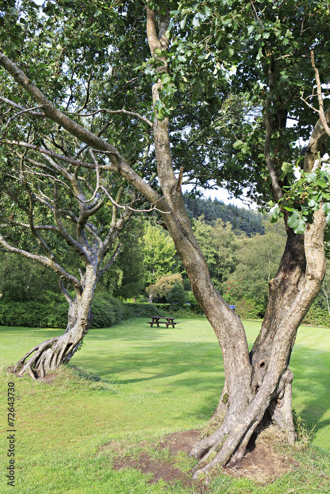 Fototapeta premium Beautiful winding trees