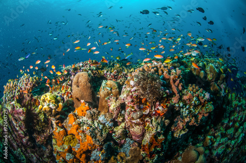 Various reef fishes, Gili Lombok Nusa Tenggara Barat underwater