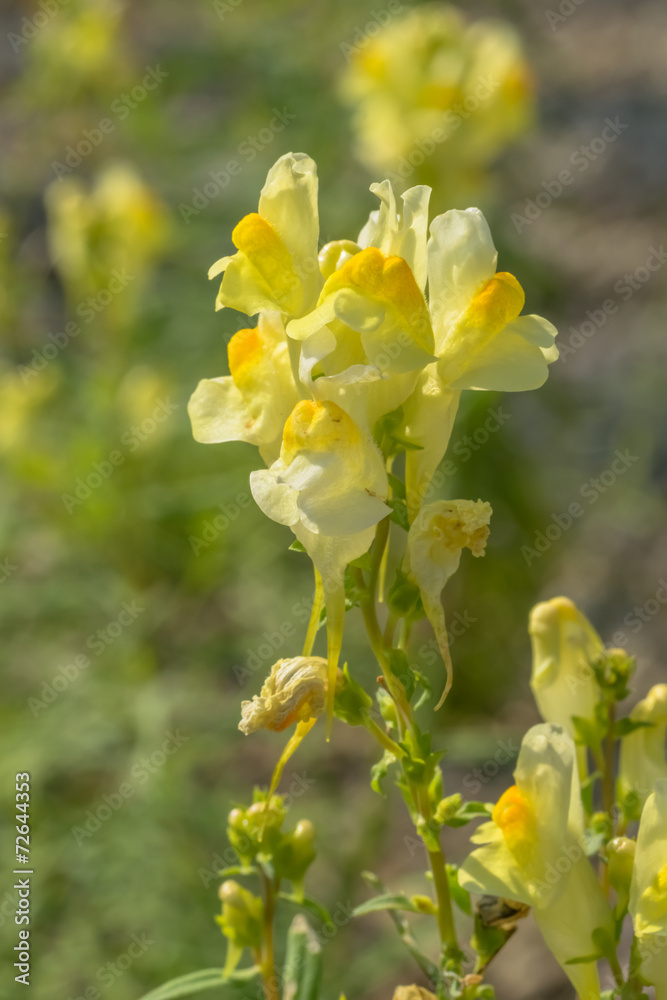 Toadflax, Linaria vulgaris, Scrophulariaceae Toadflax, Linaria vulgaris, Scrophulariaceae