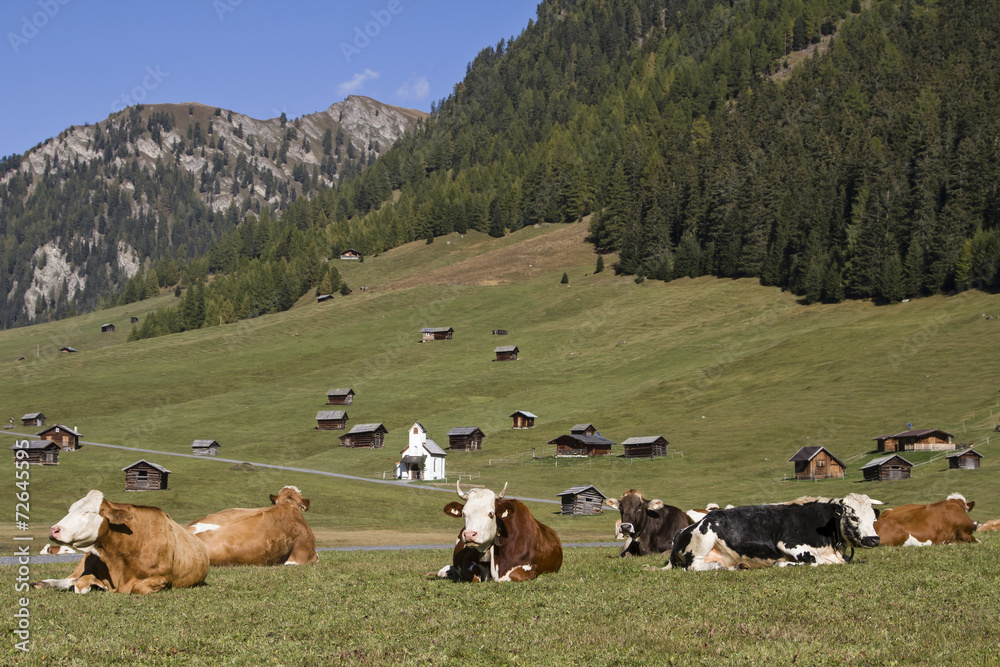 custom made wallpaper toronto digitalKühe auf der Tschey Wiesen