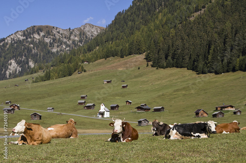 Wallpaper Mural Kühe auf der Tschey Wiesen Torontodigital.ca