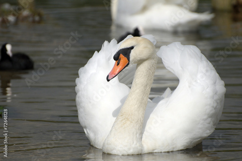 Swan at Abbotsbury Swannery in Dorset