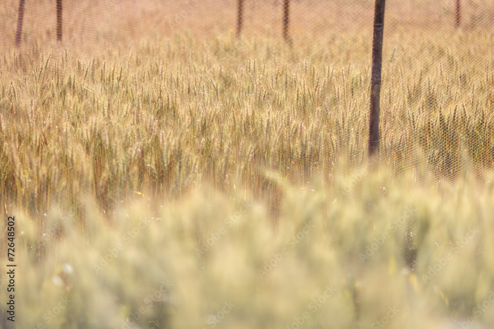 Obraz premium Golden barley field
