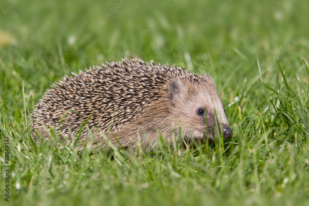 Igel Igel