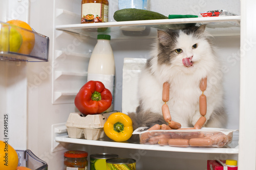 cat steals sausage from the refrigerator
