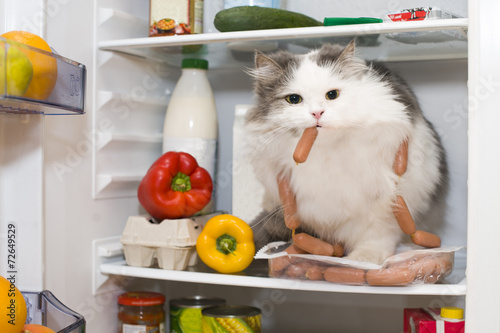 cat steals sausage from the refrigerator photo
