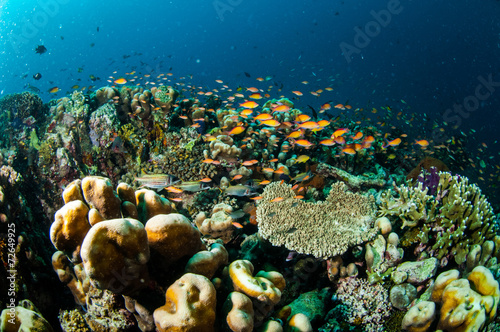 Coral reef, fishes in Gili Lombok Nusa Tenggara Barat underwater