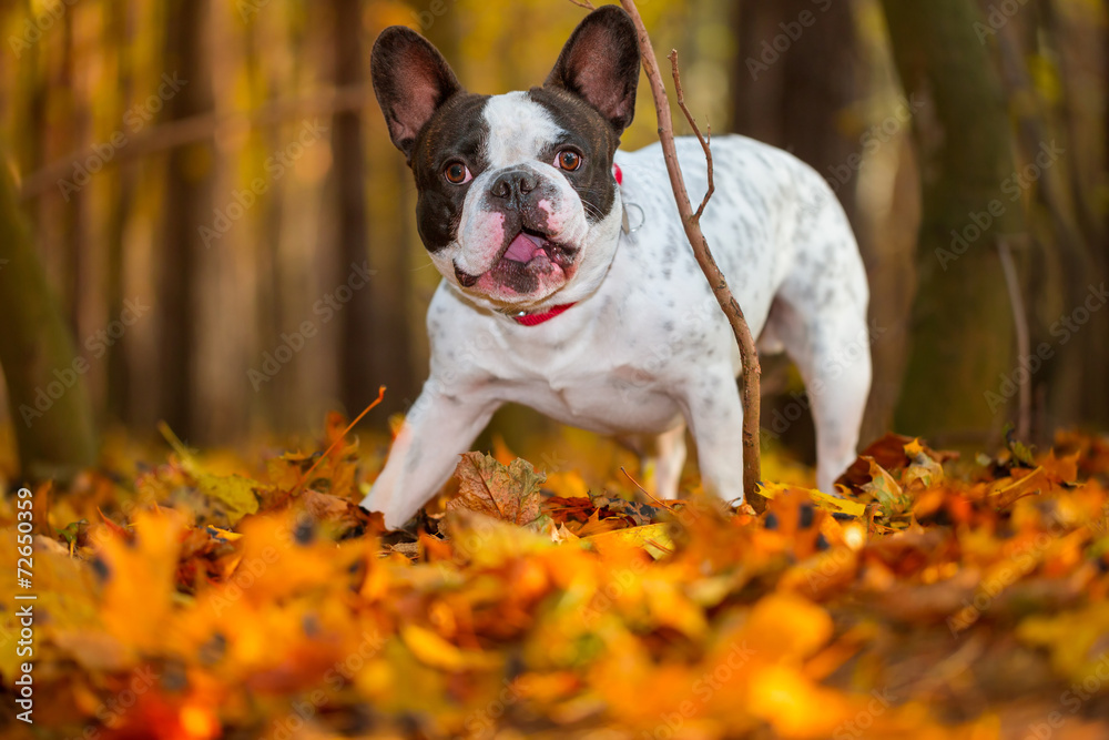 Portrait of french bulldog in autumnal scenery
