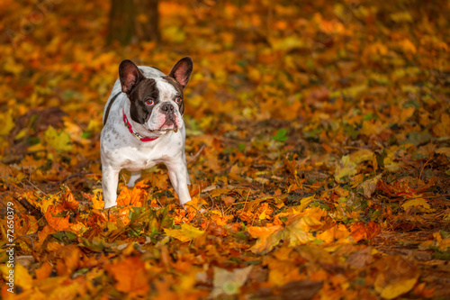 Portrait of french bulldog in autumnal scenery