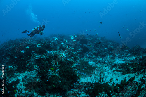 Diver, bannerfish in Gili Lombok Nusa Tenggara Barat underwater