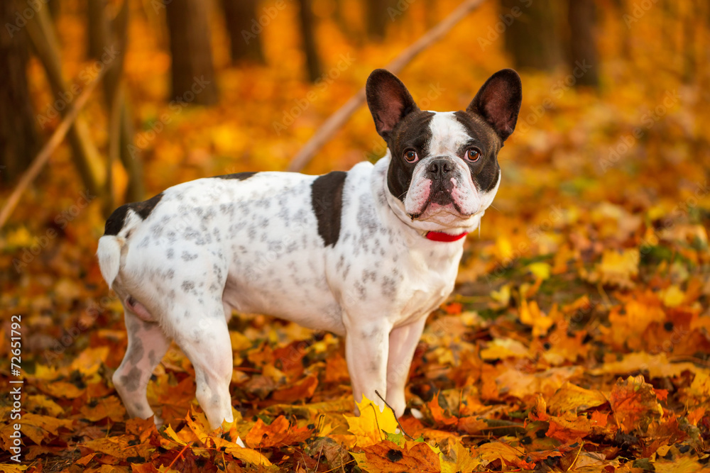 Naklejka premium Portrait of french bulldog in autumnal scenery